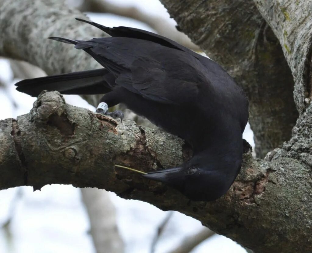 Новокаледонский ворон. Corvus moneduloides. Новокаледонский ворон инструменты. Новокаледонские вороны