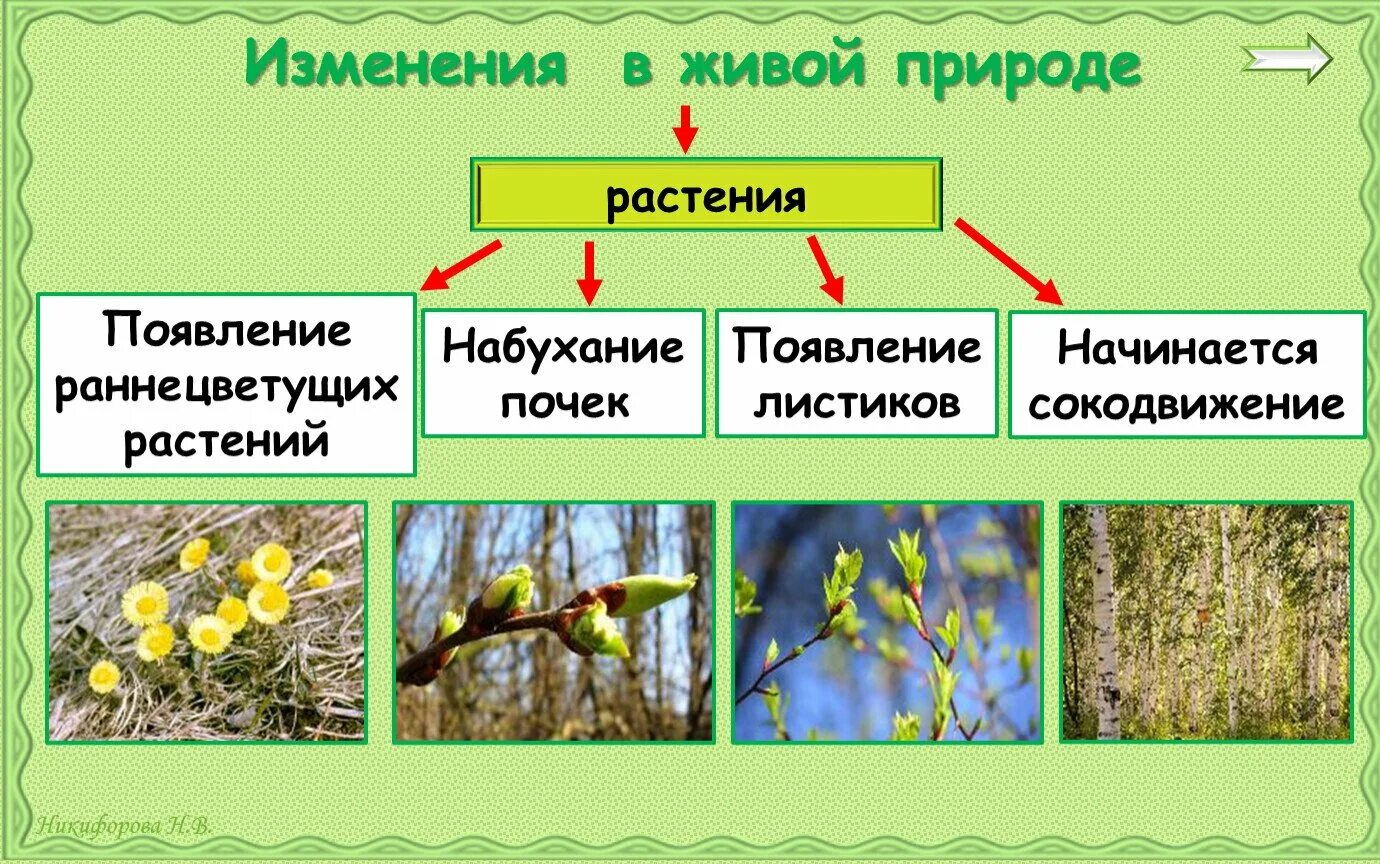 Сезонные изменения в жизни организмов лето. Изменения растений весной. Сезонные изменения в живой природе. Весенние изменения в живой природе. Изменения в природе весной.