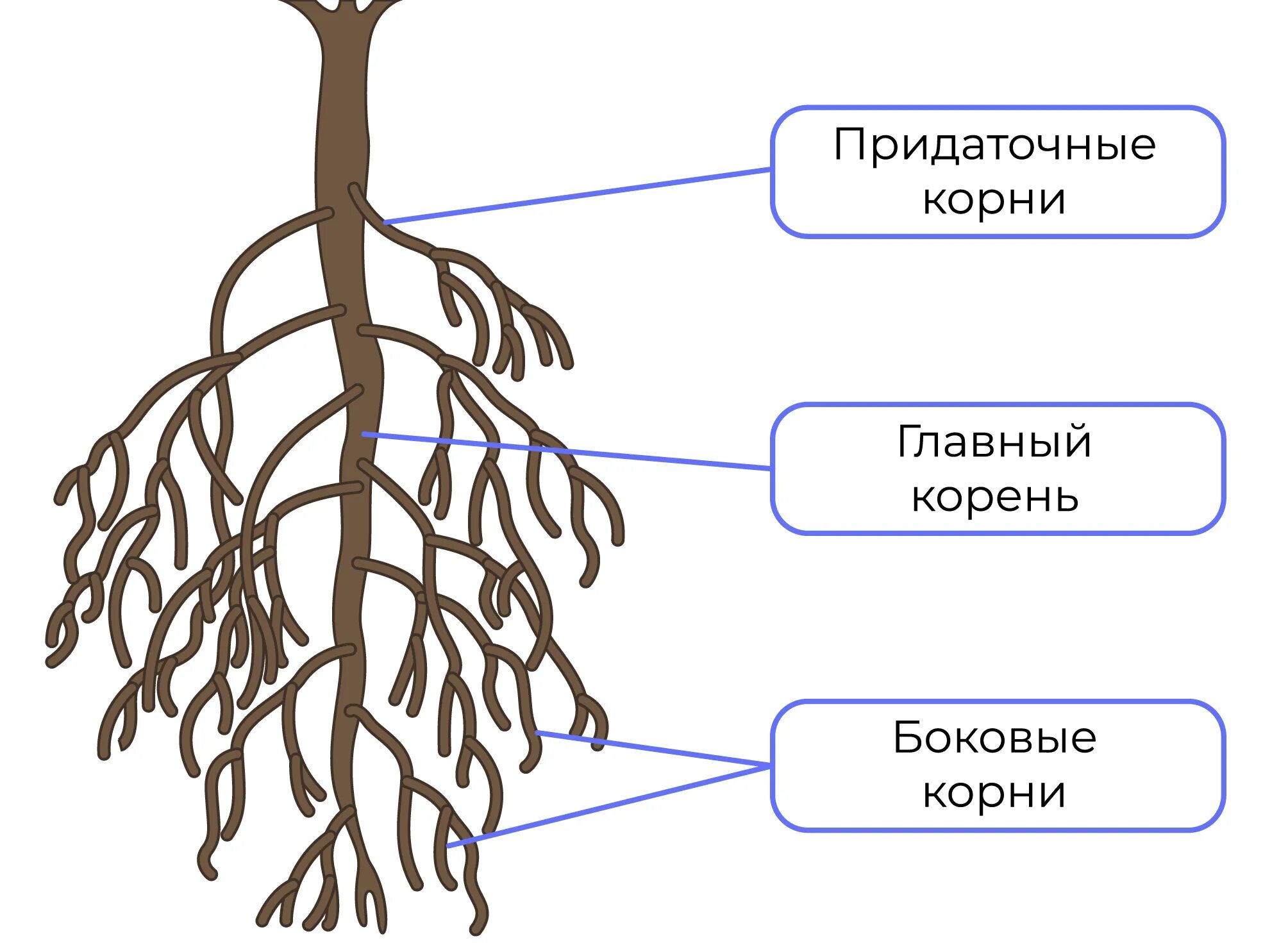 Придаточные корни есть. Боковые корни. Боковые и придаточные корни. Придаточные боковые и главный корень. Корень и корневая система.