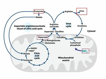 1 i cycle