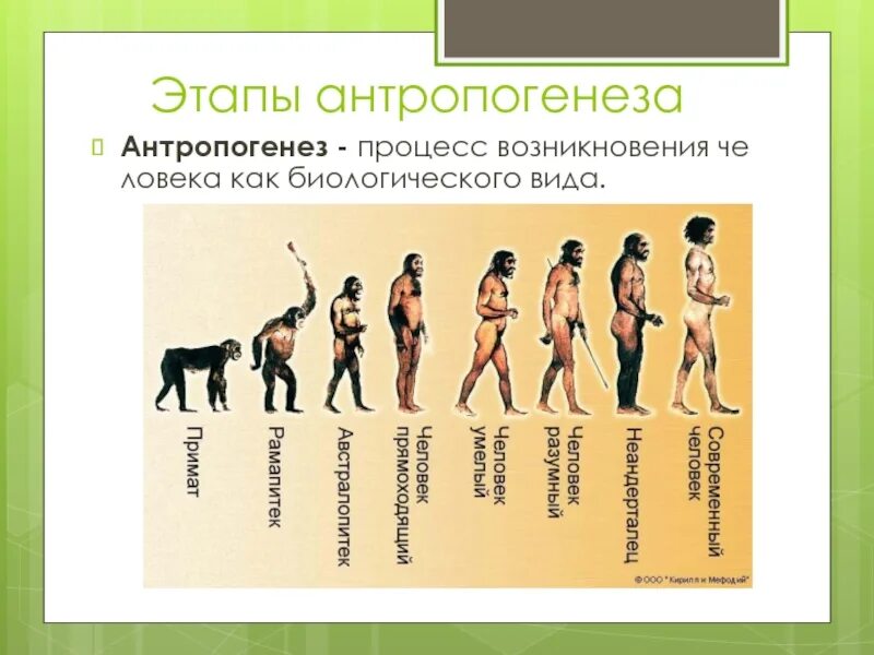 Верная последовательность этапов антропогенеза. Этапы антропогенеза. Этапы антропогенеза человека. Основные этапы антропогенеза. Схема антропогенеза человека.