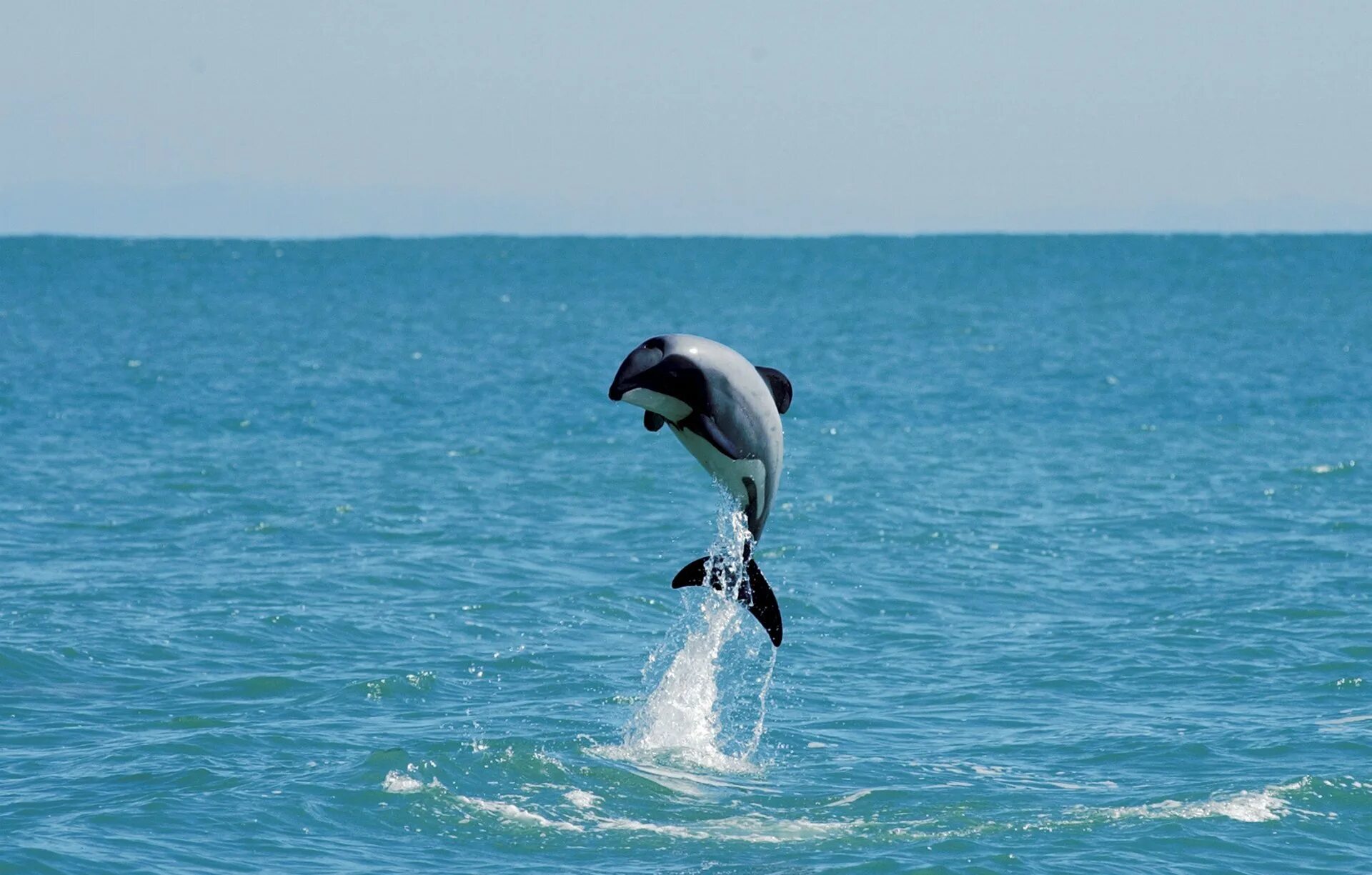 Дельфины живут лет. Гектор Мауи Дельфин. Дельфины Мауи. Белобрюхий Дельфин. Беломордый Дельфин.