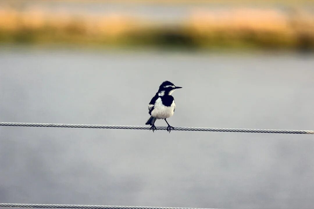 Birds catch. Птицы на проводах. Птички на проводе. Птица черная с белым. Птица черно белая ныряет.