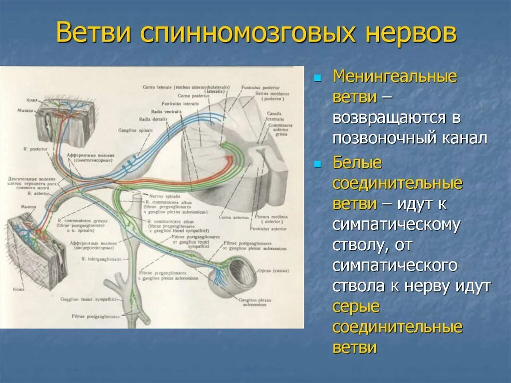 Спинномозговые нервы соединительные ветви. Менингеальные ветви спинномозговых нервов. Передние ветви спинномозгового нерва иннервируют. Ветви спинномозговых нервов схема.