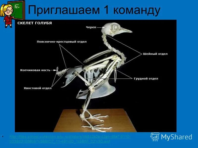 Внутреннее строение птиц в связи с полетом