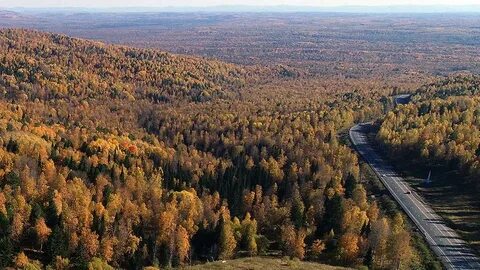 Тайга главная