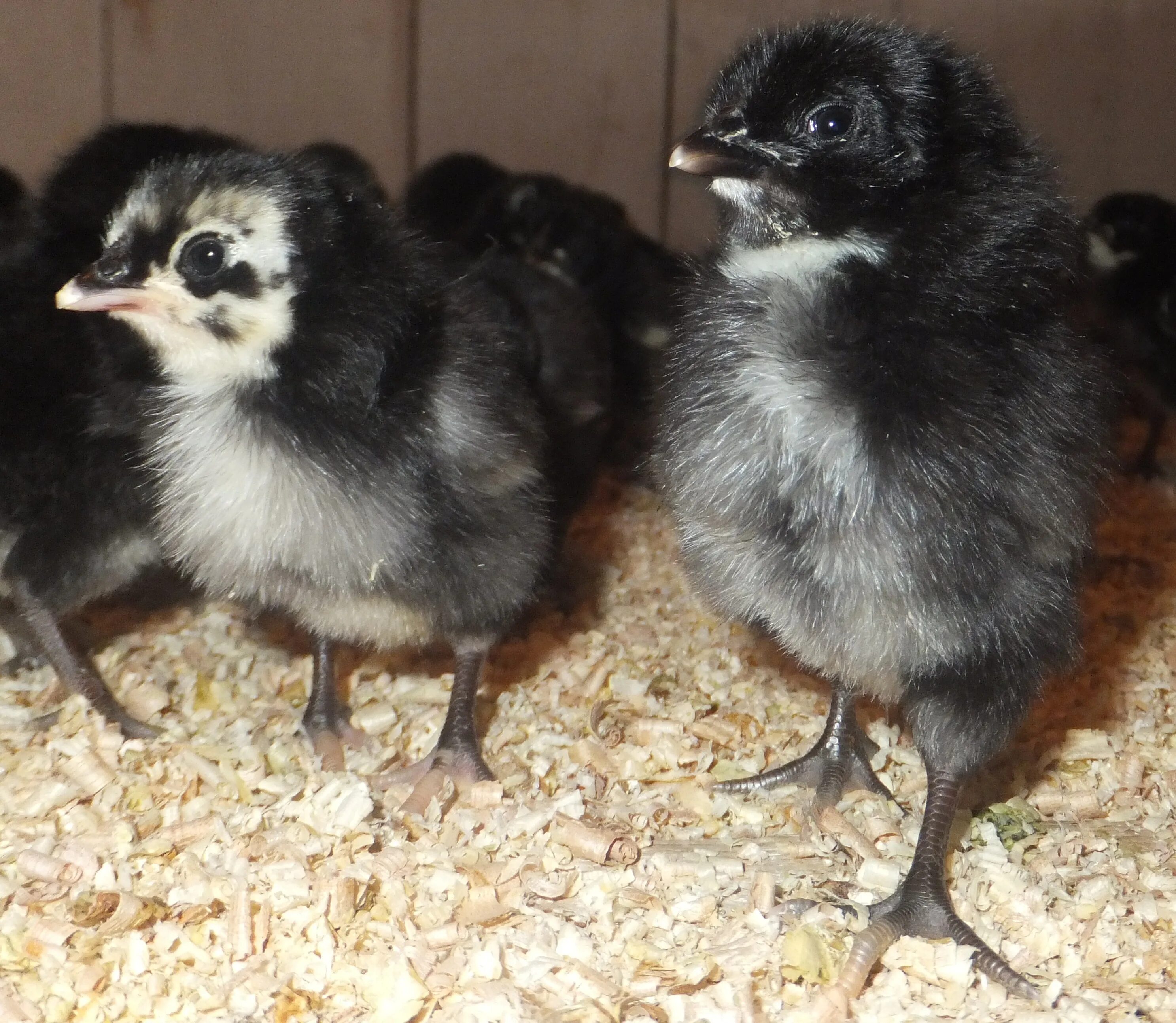 цыплята австралорп. черный цыпленок. цыплята маран черно медный. цыплята австралорп подрощенные. цыплята ухейилюй.