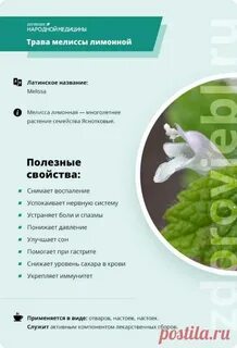 Полезные свойства мелиссы