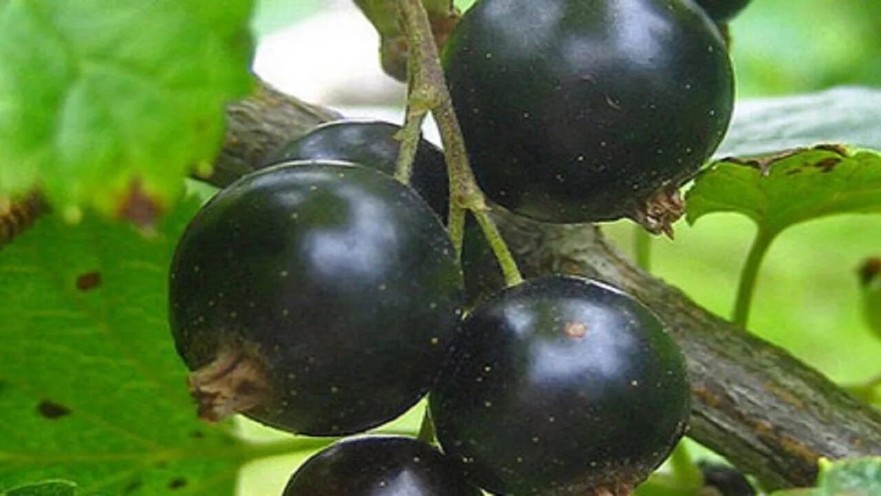 Смородина гпз. Смородина селеченская куст. Смородина кипиана. Смородина гпз. Смородина гпз.