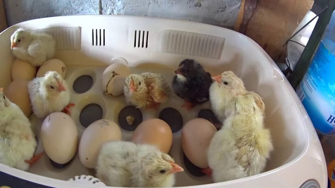 В каких яйцах есть цыплята. Вылуп перепелят в инкубаторе. Несушки инкубаторы цыплята. Цыпленок вылупляется. Вылупившиеся цыплята.