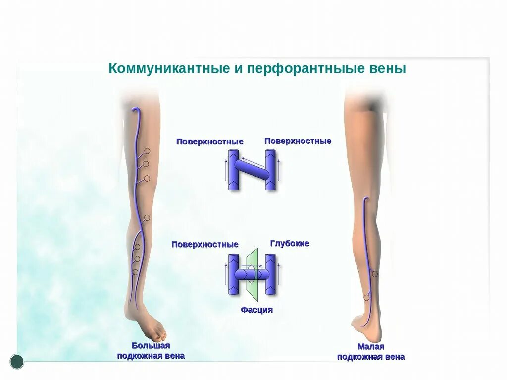 Перфорантные вены голени. Коммуникативные вены нижних конечностей. Перфорантные вены нижних конечностей. Поверхностные и глубокие вены.