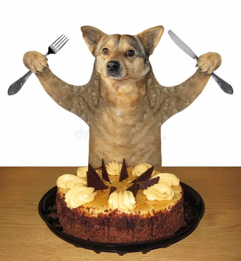 Тортик для собаки. Торт с собакой. Смешной торт с собакой. Собака ест торт.