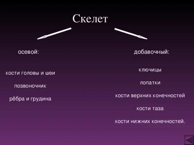 Осевой и добавочный скелет. Осевой скелет добавочный скелет. Части скелета человека осевой и добавочный. Строение осевого и добавочного скелета.