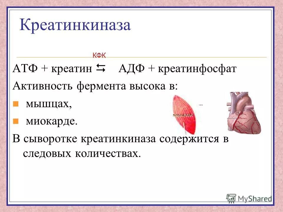 Повышенная креатинкиназа в крови. Креатинкиназа КФК. Активность креатинкиназы повышена. Фермент Креатинкиназа. Креатинкиназа изоферменты биохимия.