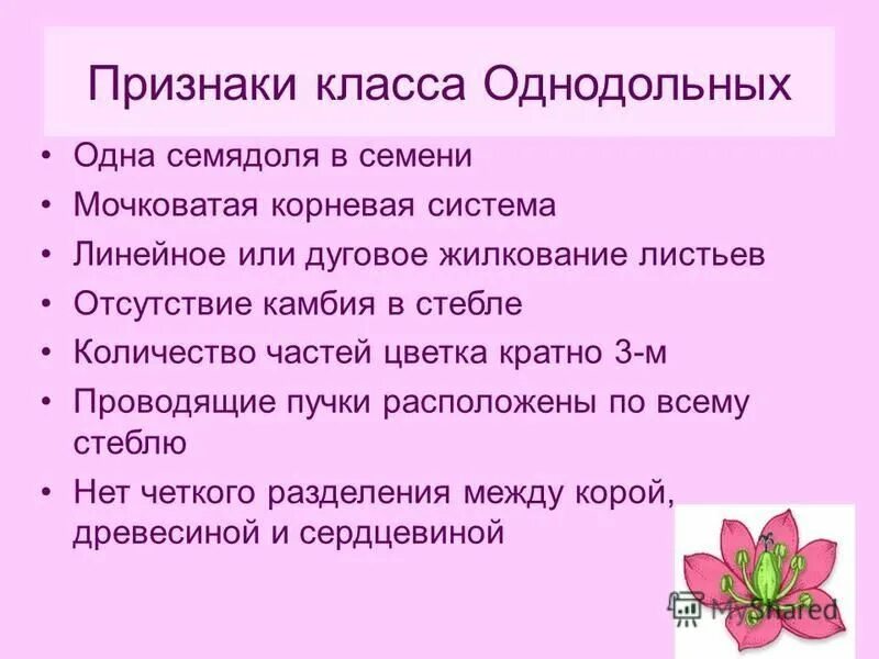 Количество частей цветка кратно четырем или пяти