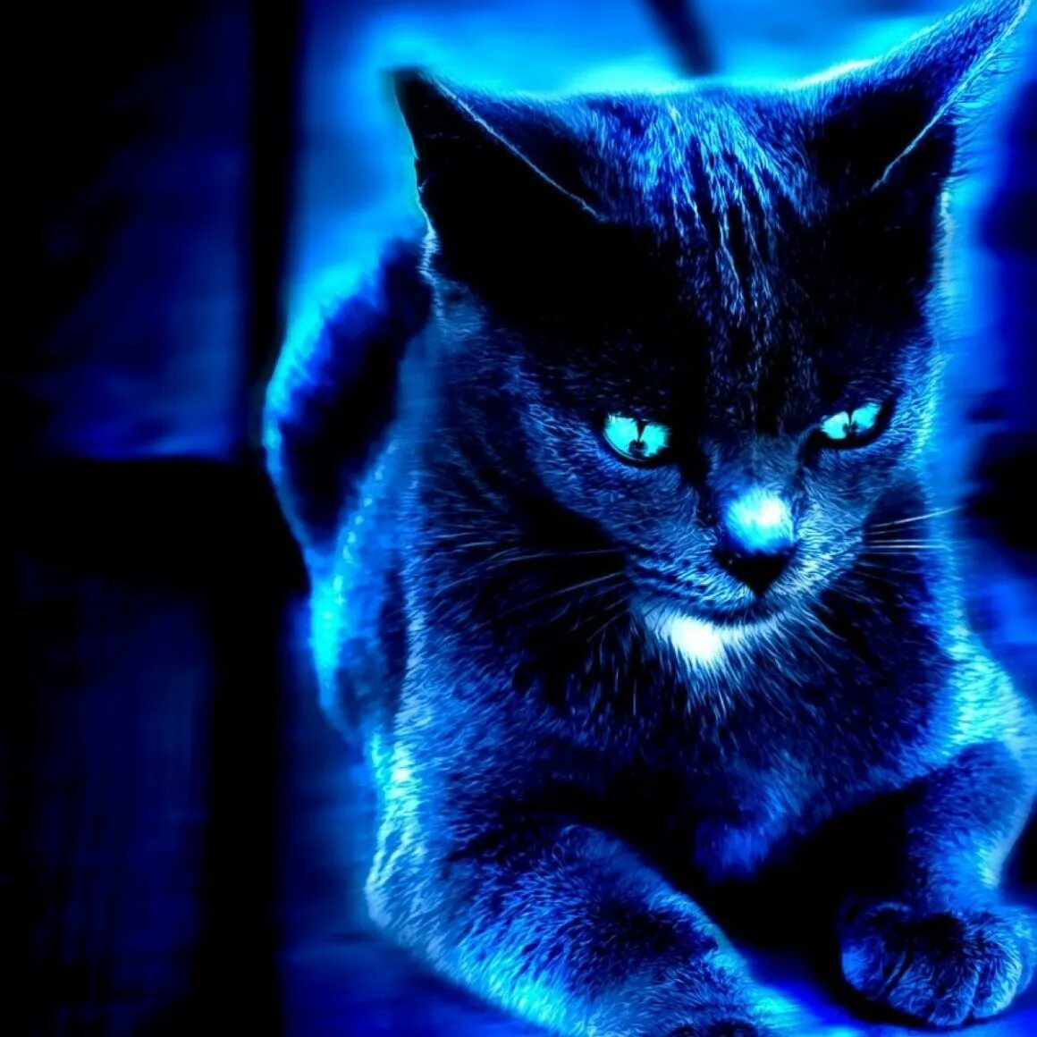 Коты синего цвета. Синяя кошка. синий котенок. светящиеся котики. кошка синего цвета.