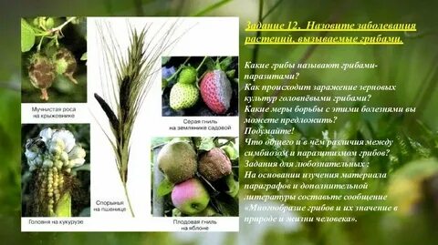 Болезнь растений вызываемая грибами