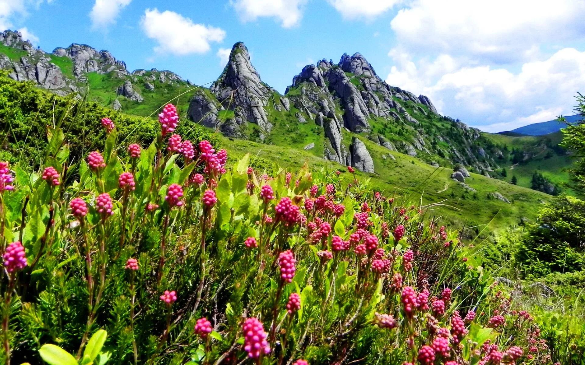 Рододендрон кавказский высокогорный. Колорадо колумбия цветок. Какие растения растут в горах. Растительность горных территорий. Цветы крыма высокогорье.