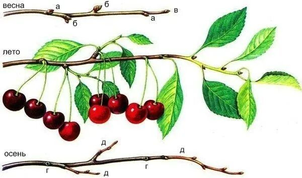 Строение плода черешни. Вишня строение растения. Внешнее строение вишни. Внешнее строение вишни. Описание строения вишни.