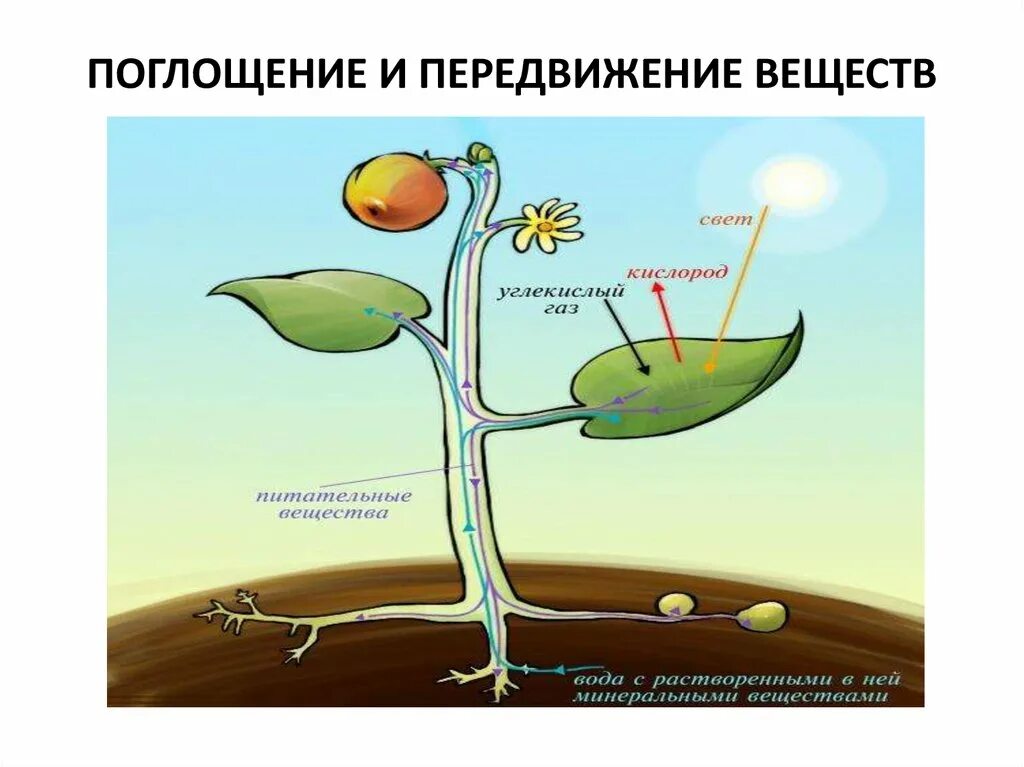 Питание растворенными минеральными веществами. Питание растений. Схема питания растений. Минеральное питание растений. Растительный организм.