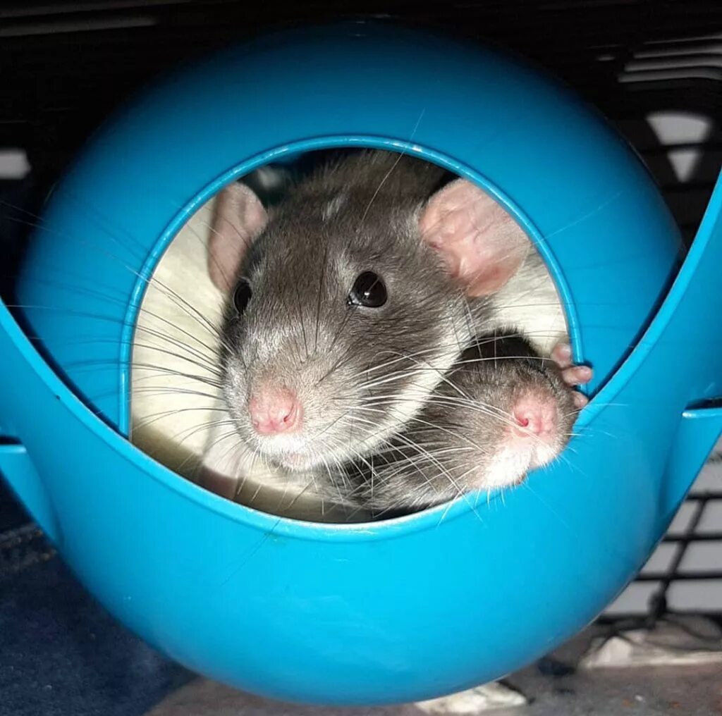 Крыса для домашнего содержания. Крысы в доме. Крыса дамбо. Декоративные крысы. Уход за крысой.