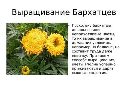Бархатцы систематическая группа