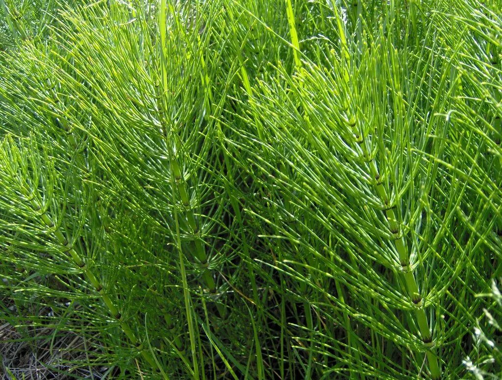 Хвощ полевой (Equisetum). Хвощ полевой весенний. Хвощевидные. Конский хвощ.