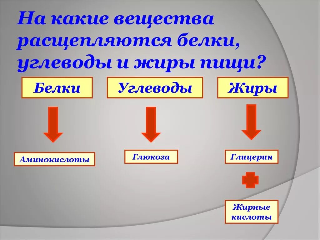 Расщепление сложных органических молекул. На что распадаются белки жиры и углеводы. На что расщепляются белки жиры и углеводы. Жиры расщепляются до. Распадение белков жиров и углеводов.