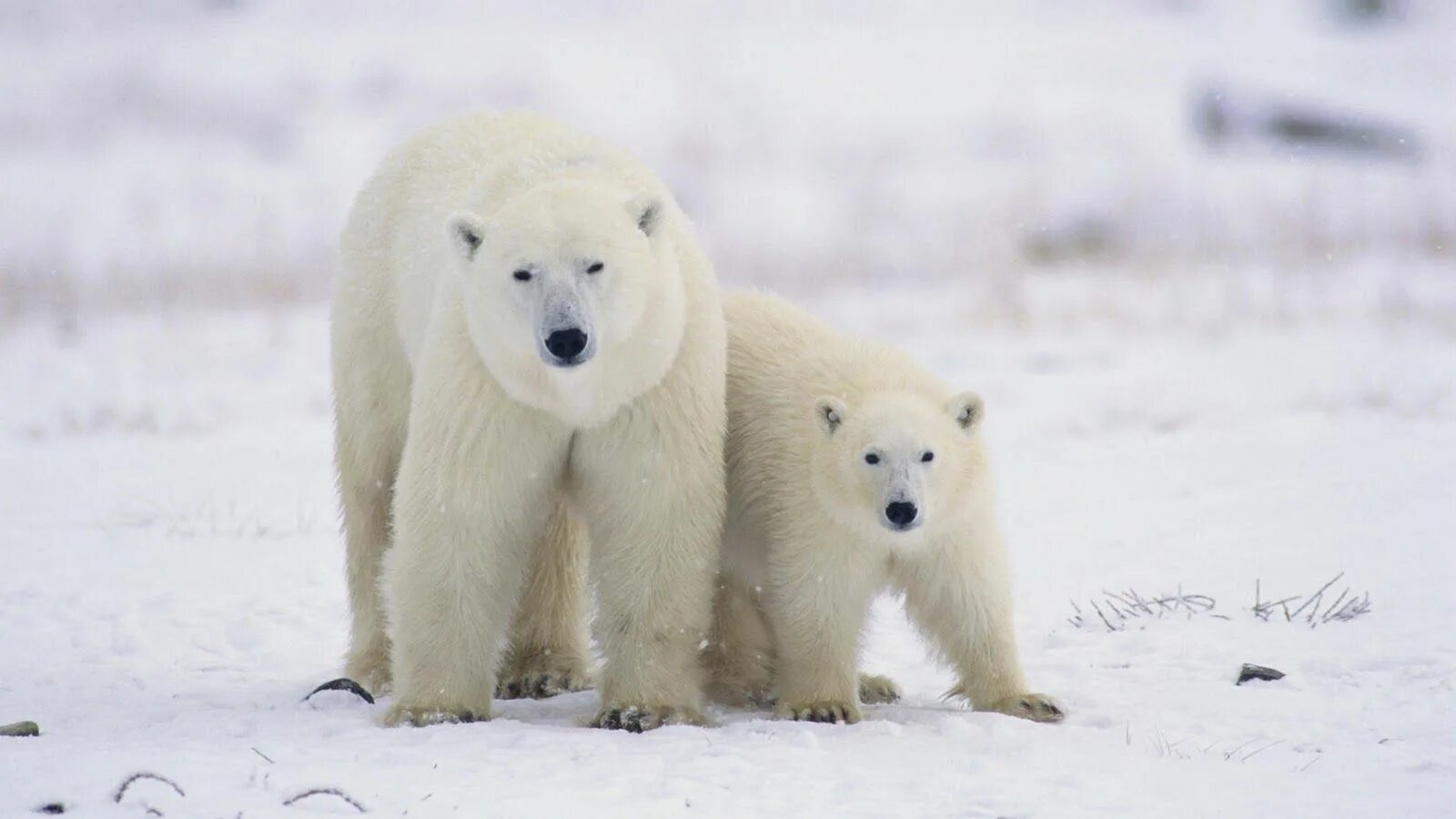 Белый медведь. Полярный гризли. Белый медведь wwf. Медведица с медвежатами. Карское море белые медведи.