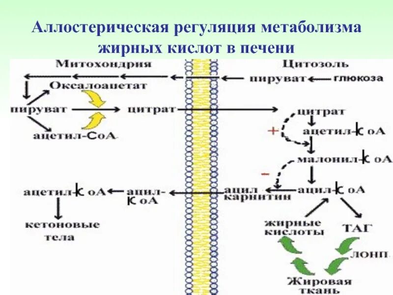 Жирные кислоты в печени. Регуляция синтеза жирных кислот. Метаболическая регуляция ВЖК. Регуляторные ферменты биосинтеза жирных кислот. Аллостерическая регуляция схема.