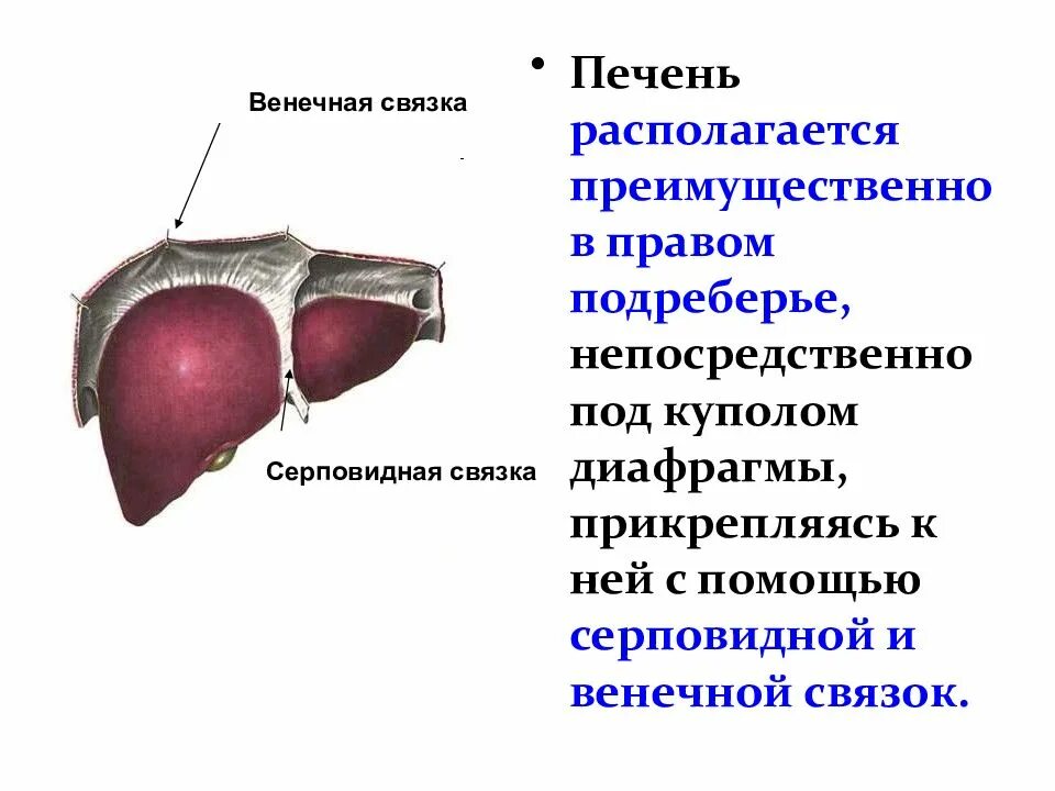 Диафрагмальная поверхность печени анатомия. Серповидная связка печени анатомия. Хирургическая анатомия и физиология печени. Венечная связка печени. Печень анатомические образования