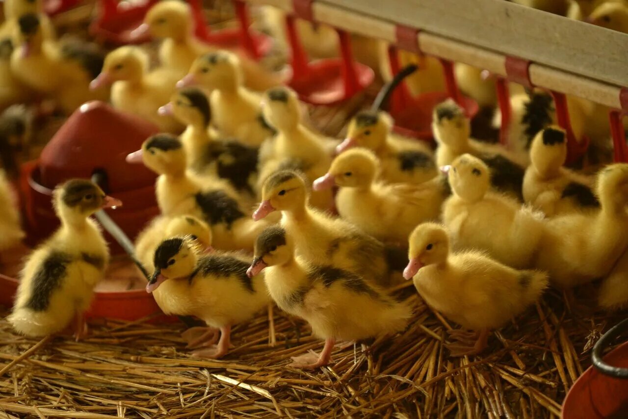 Утята муларды. Кросс ломан браун. Гатчинские куры. Куры76. Гатчинские куры.