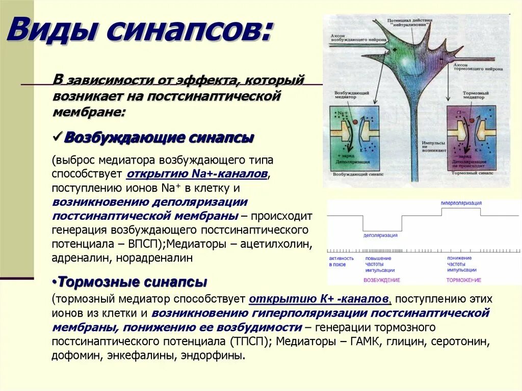 Торможение синапса