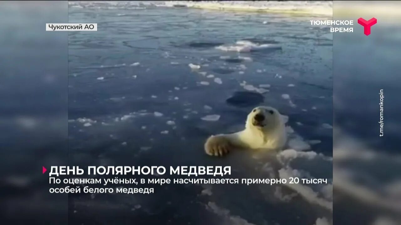 День белого медведя 27 февраля. День полярного медведя видео. День полярного медведя. Международный день полярного медведя. Поздравление международный день полярного медведя.