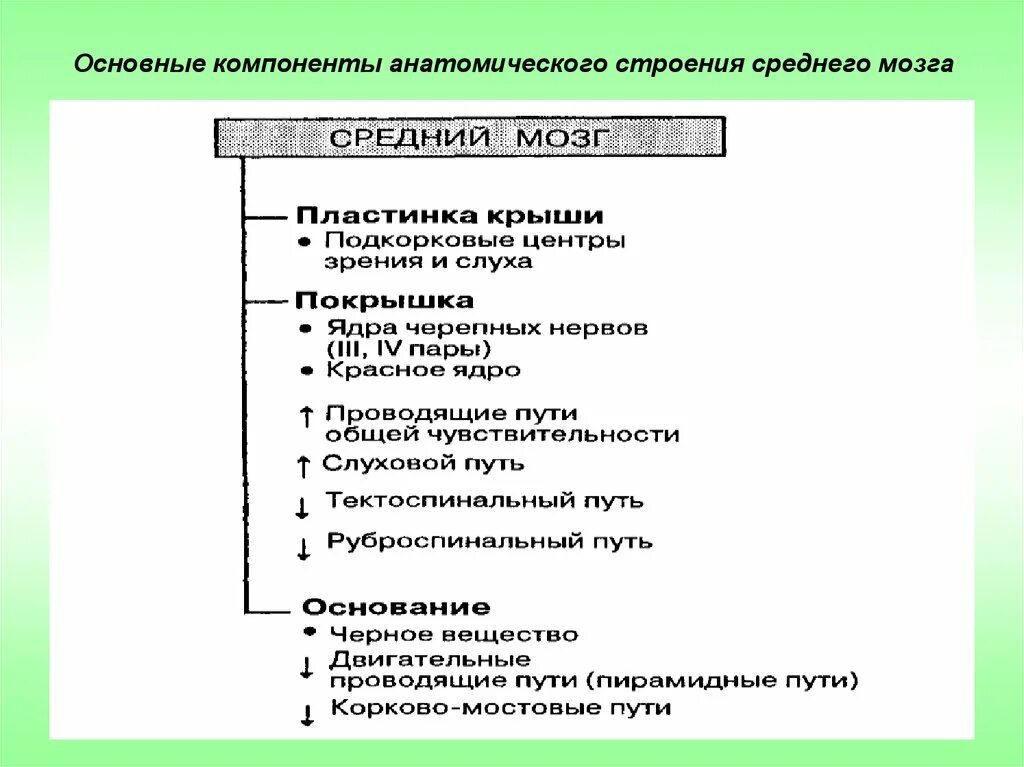 Установите соответствие между анатомическими структурами