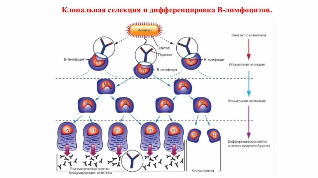Клонально селективного иммунитета п эрлих. Клонально-селекционная теория бернета иммунология. схема дифференцировки т клеток. дифференцировка т лимфоцитов схема. клональная дифференцировка т-лимфоцитов.