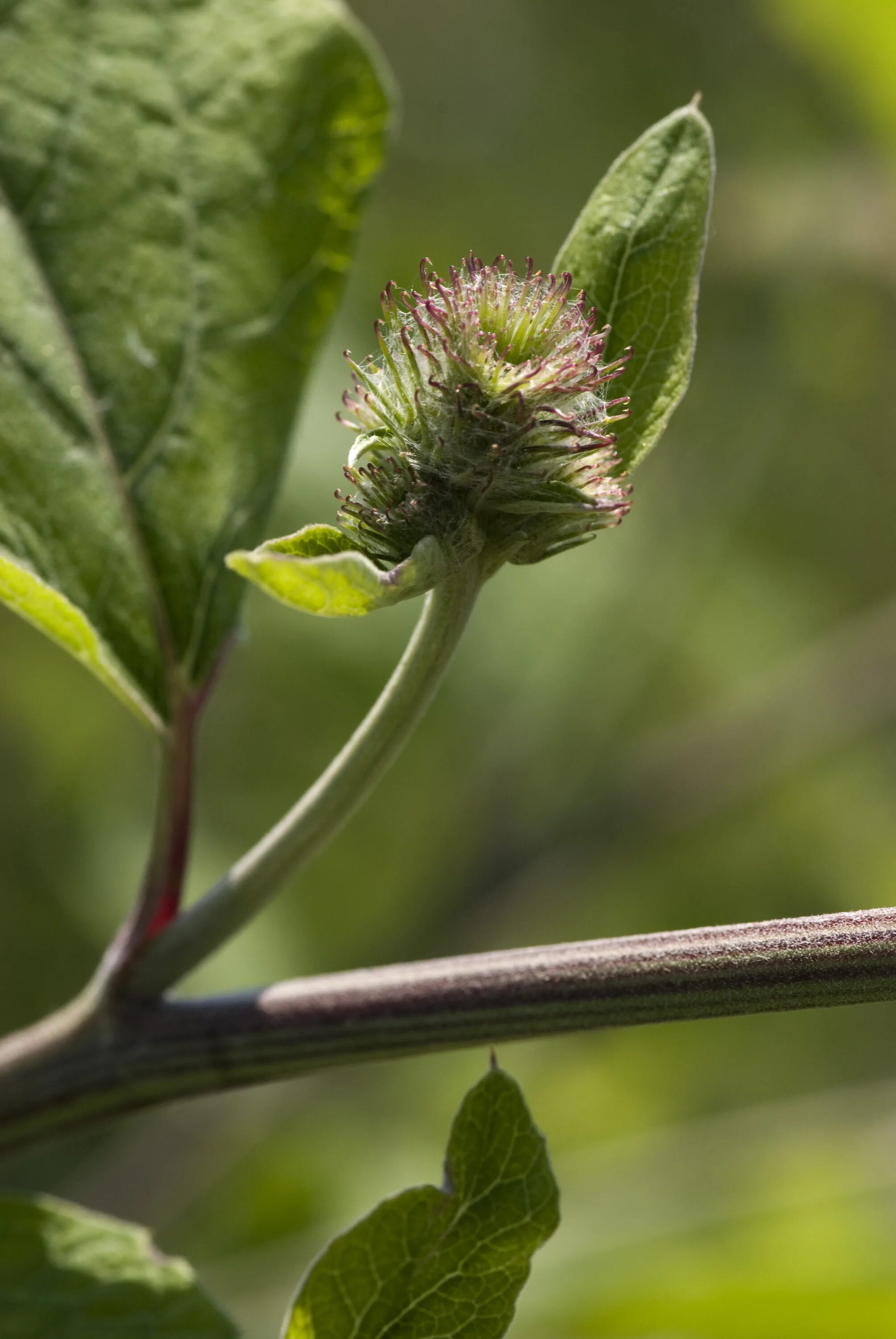 Листья и стебли лопуха. Arctium nemorosum. Лопух Дубравный Лесной. Болотный лопух. Лопух круглолистный.