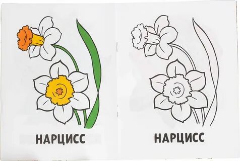 Названия раскрасок