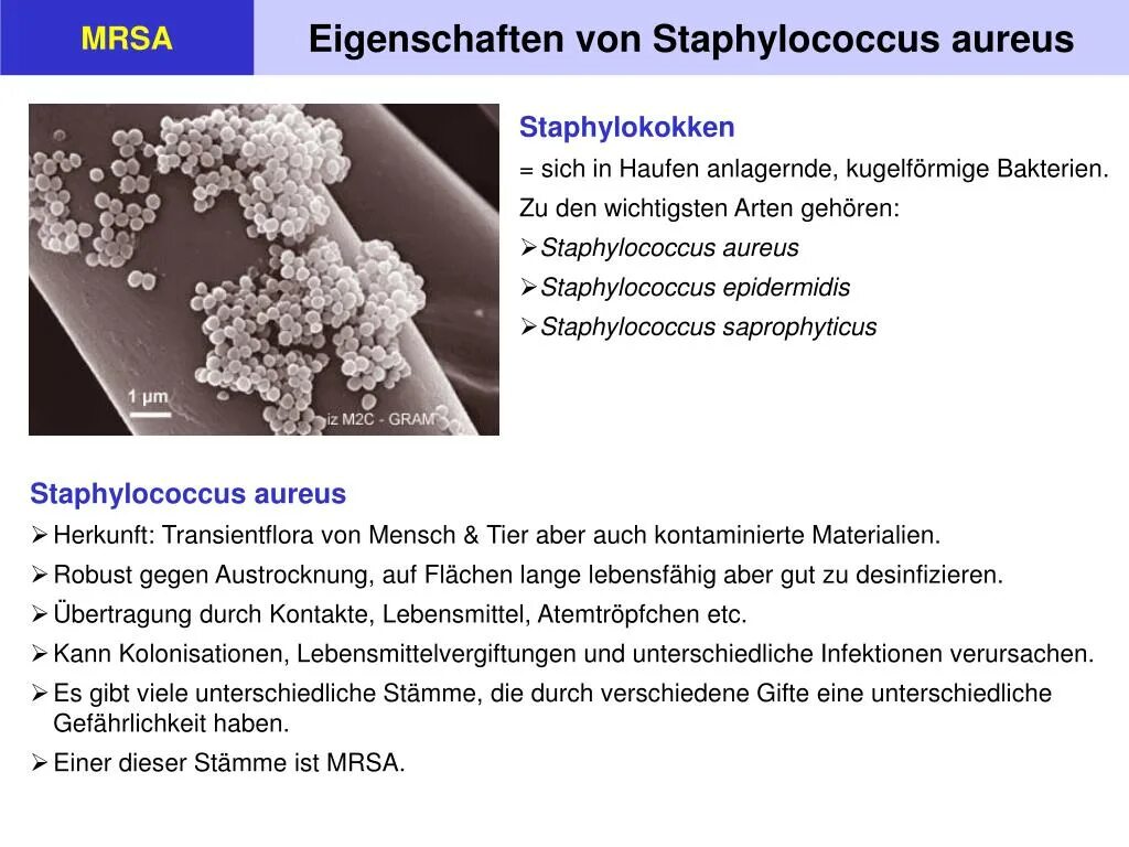 MRSA кокки. Стафилококк ауреус штаммы. MRSA стафилококки антибиотики. Prsa стафилококки.