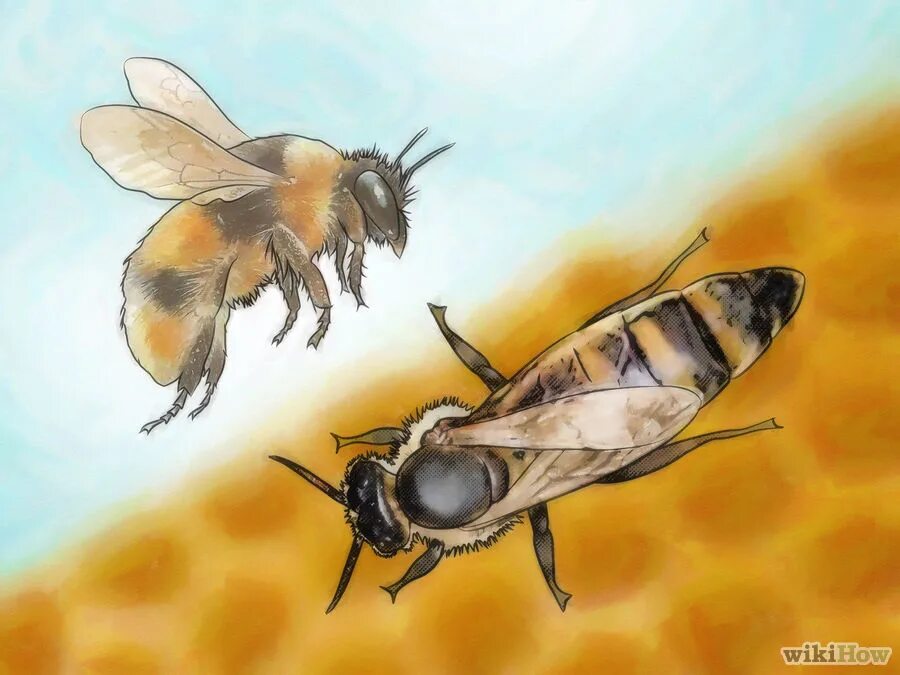 Про мух и пчел. Муха трутень. Пчёлы и трутни басня. Трутень пчела. Пчелы и трутни иллюстрации.