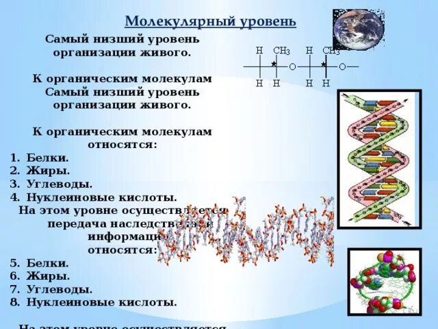 Назовите уровни организации многоклеточного организма