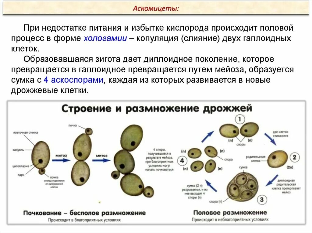 Аскомицеты рисунок половой процесс. Половой процесс у простейших. Хологамия у грибов. Половое размножение у простейших конъюгация и копуляция. Размножение гаплоидными спорами