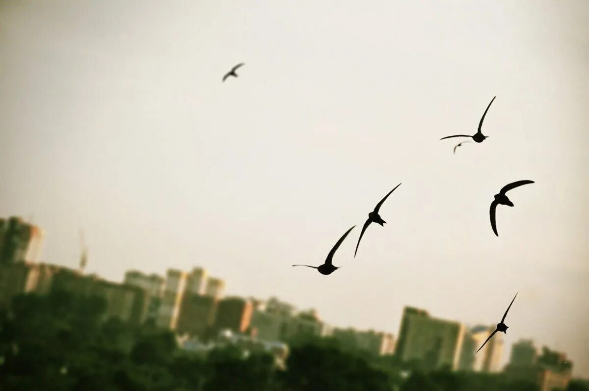 Носятся стрижи и ласточки. Птицы в небе. Стая птиц. Птицы летают. Птицы над городом.