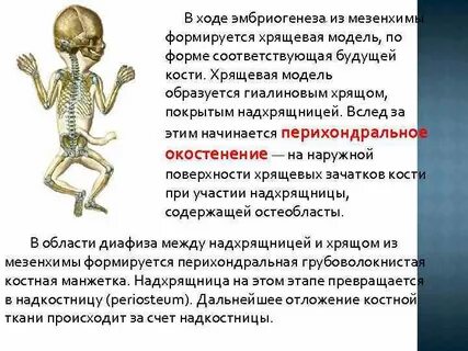 Характер кости