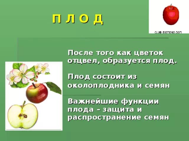 Функции плода у растений. Какую функцию выполняет плод. Основная функция плода. Какую функцию выполняет плод у растений.