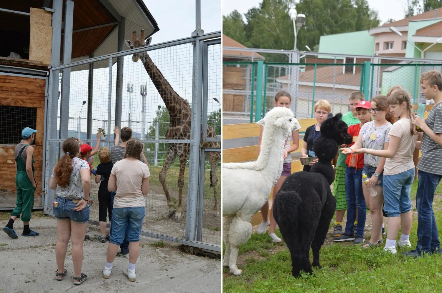 Посещение зоопарка средняя группа. Российский зоопарк. Лучший зверинец в России. Зоопарк в России в россиизаапарк. Самый огромный зоопарк в России.