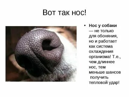 У собаки из носа течет вода. У собаки из носа течет вода. Нос собаки крупным планом. Строение носа собаки. Мокрый нос собаки.