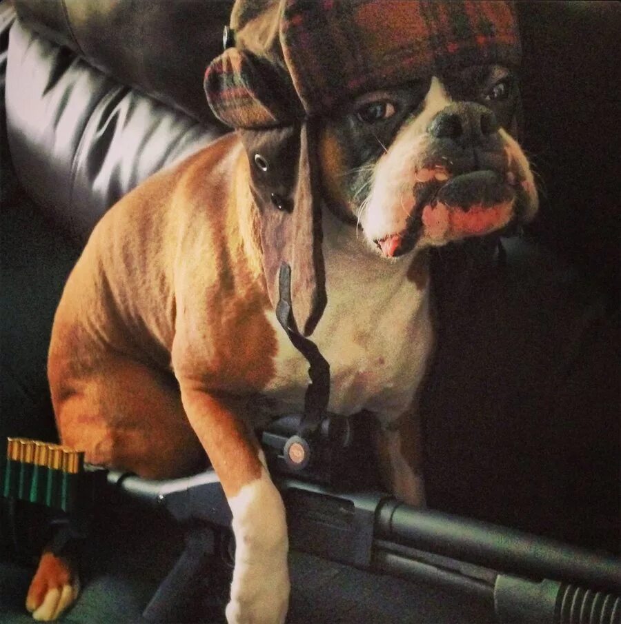 Нажимать на животных. Обои на рабочий стол 1366х768 собаки. Джек рассел собака. Тестирование косметики на животных. Опыты на лабораторных животных.