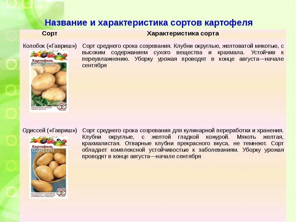 Колобок картофель характеристика отзывы