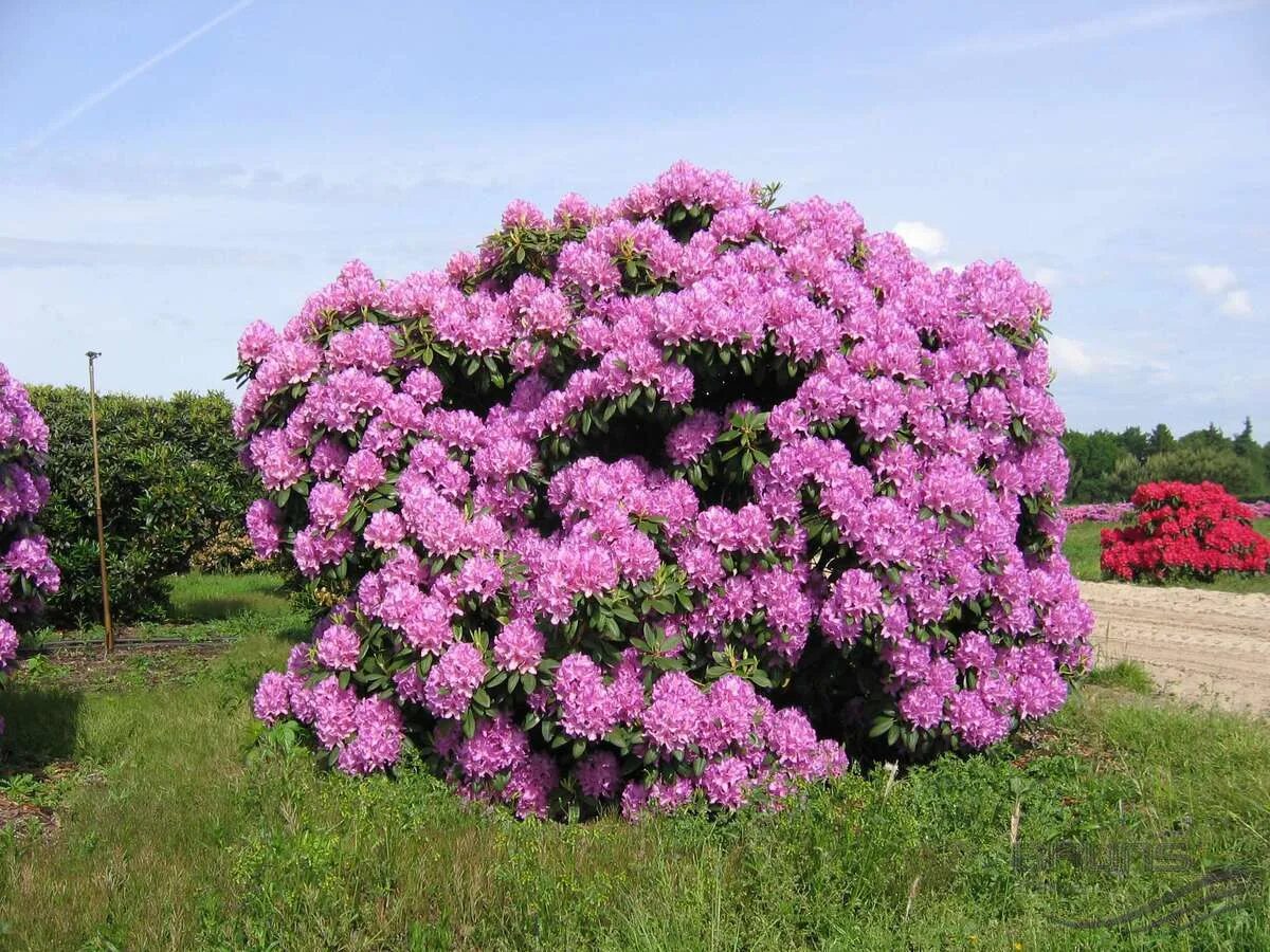 Рододендрон катевбинский грандифлора. Рододендрон грандифлора. Рододендрон Roseum elegans. Рододендрон катевбинский Alfred.